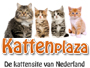 kattenplaza