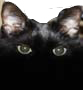 kateur